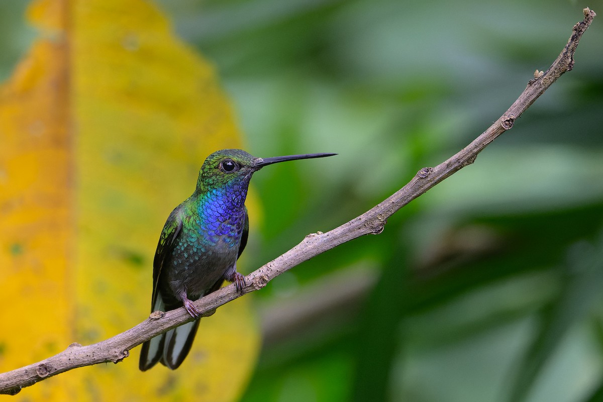 kolibřík zelenohřbetý - ML617439781