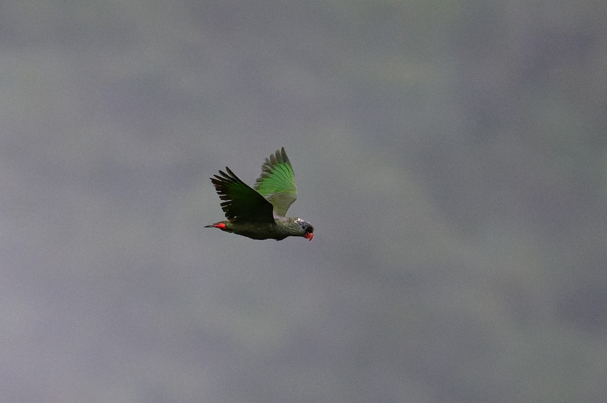 Папуга-червоногуз зеленоголовий - ML617439942
