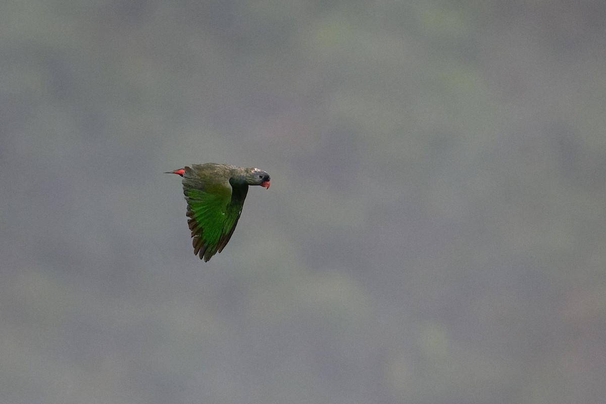 Red-billed Parrot - ML617439943