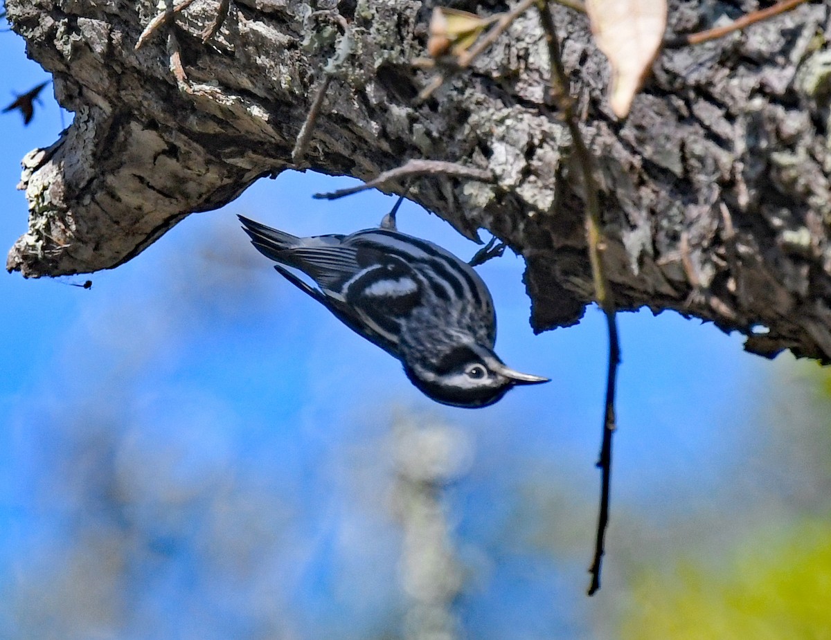 Black-and-white Warbler - ML617440036