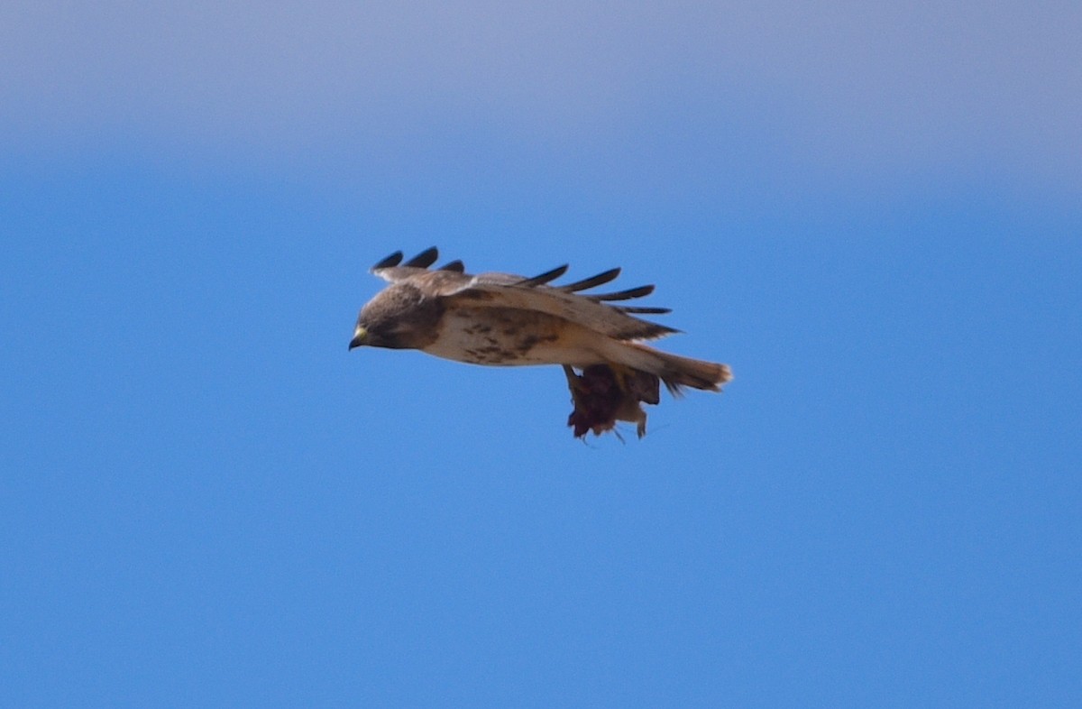Red-tailed Hawk - ML617440043