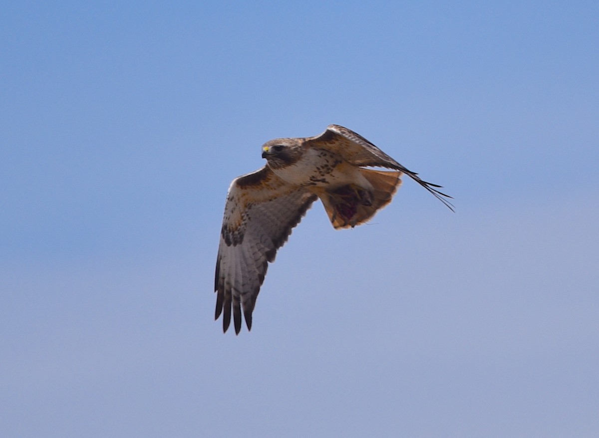 Red-tailed Hawk - ML617440045