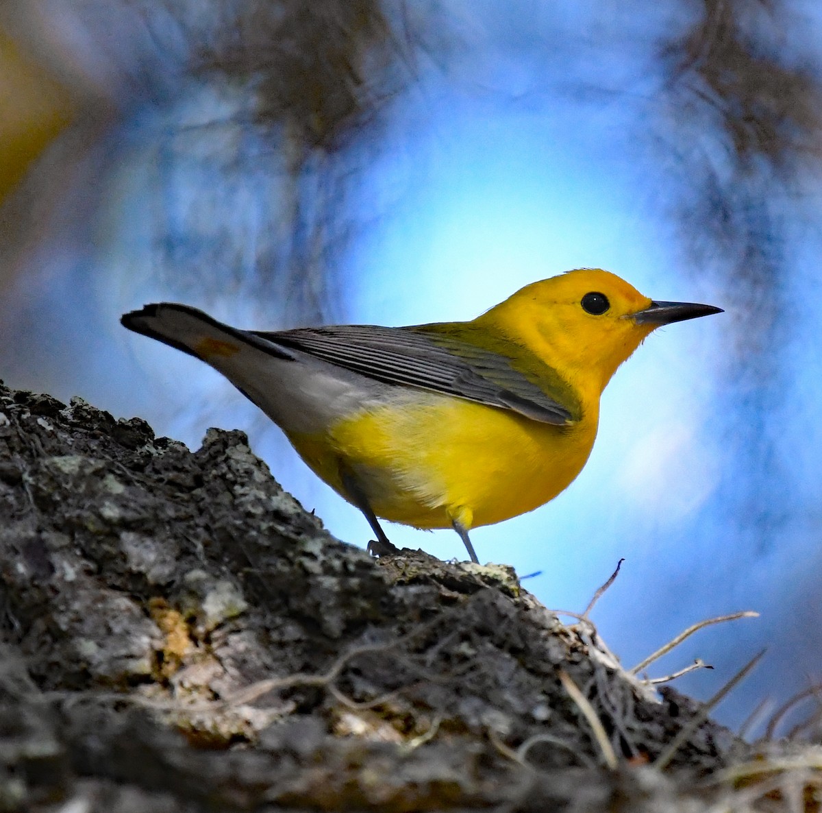 Prothonotary Warbler - ML617440062