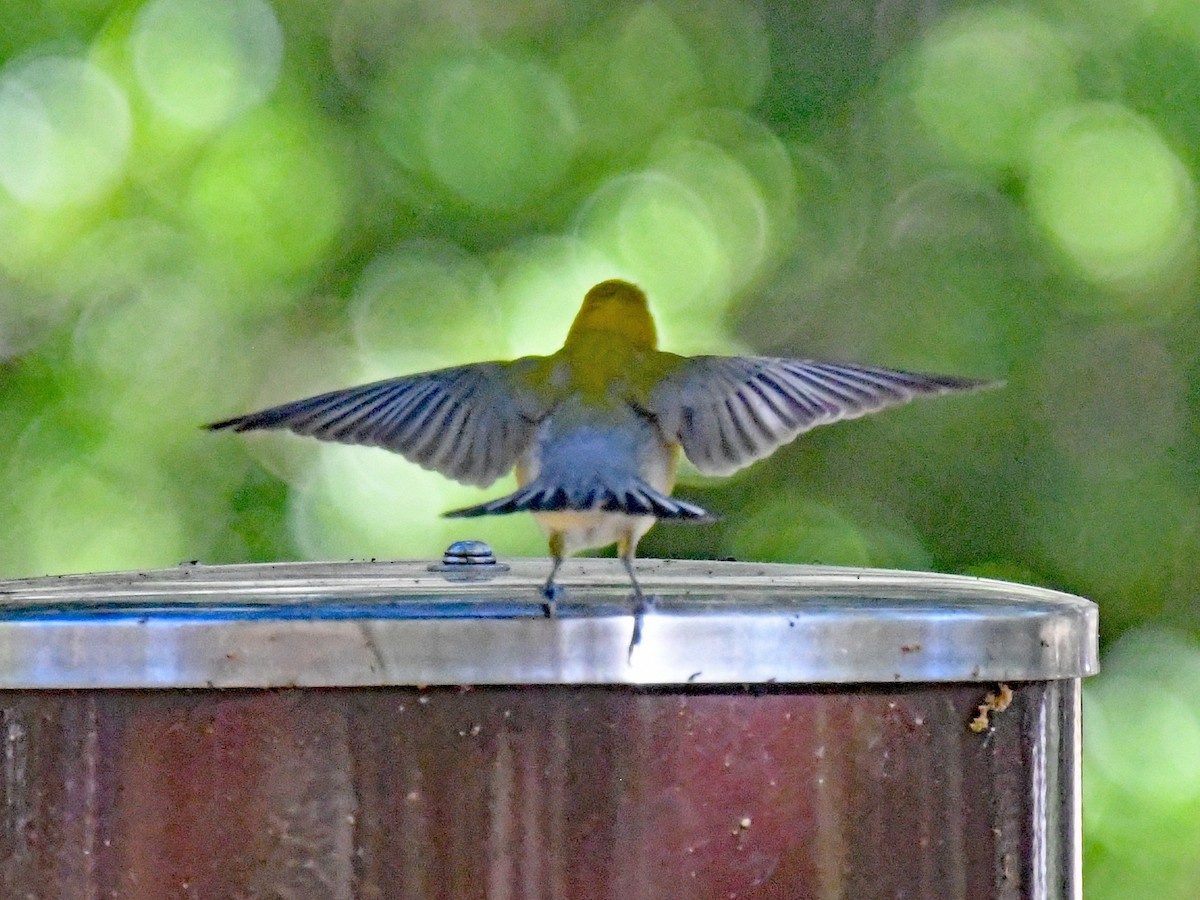 Prothonotary Warbler - Richard Taylor