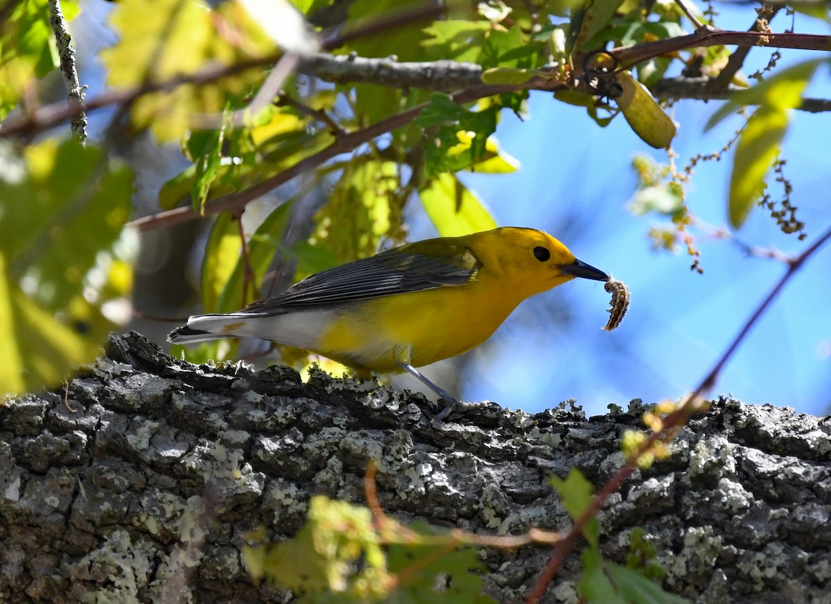 Prothonotary Warbler - ML617440068