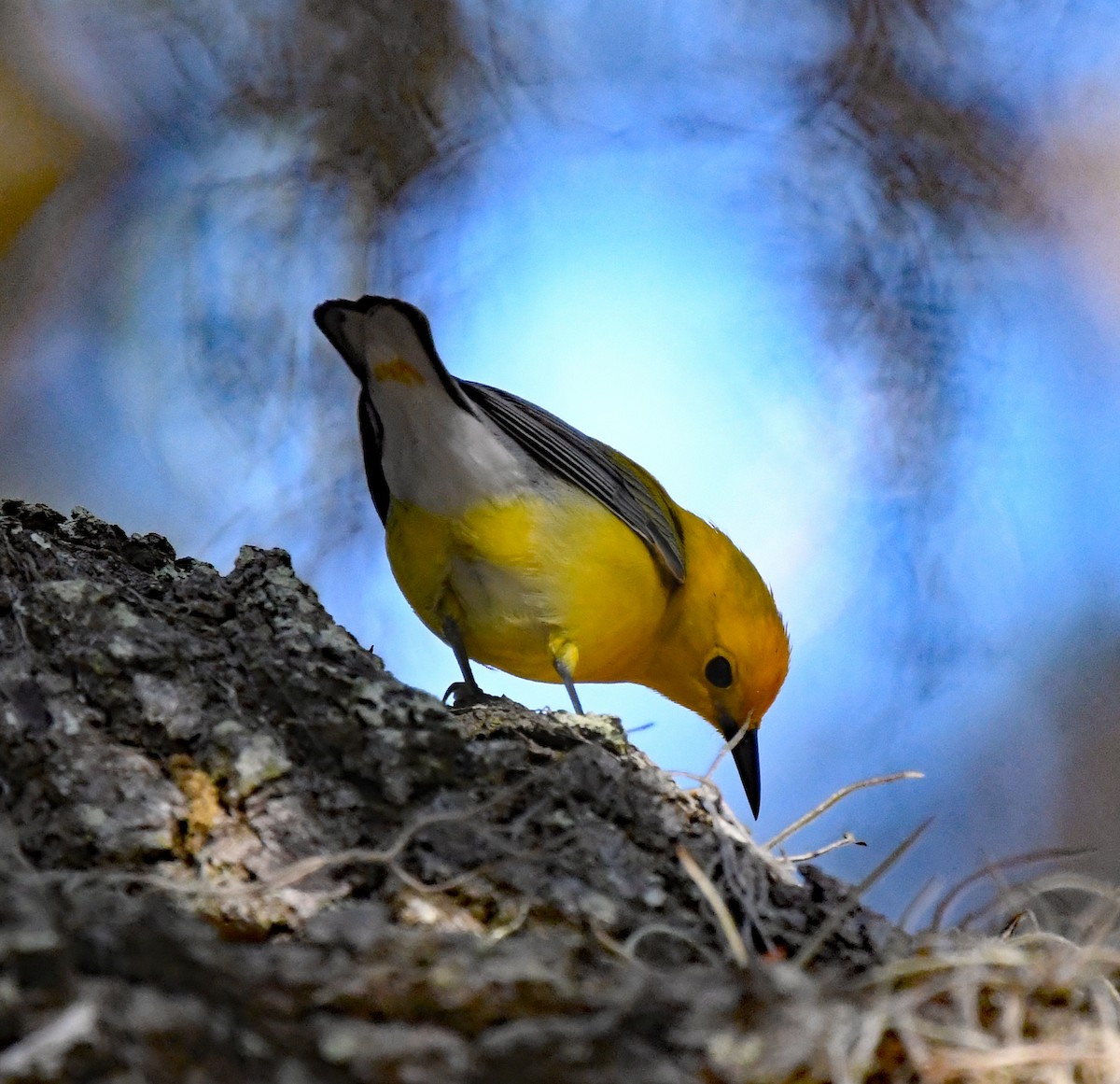 Prothonotary Warbler - ML617440069