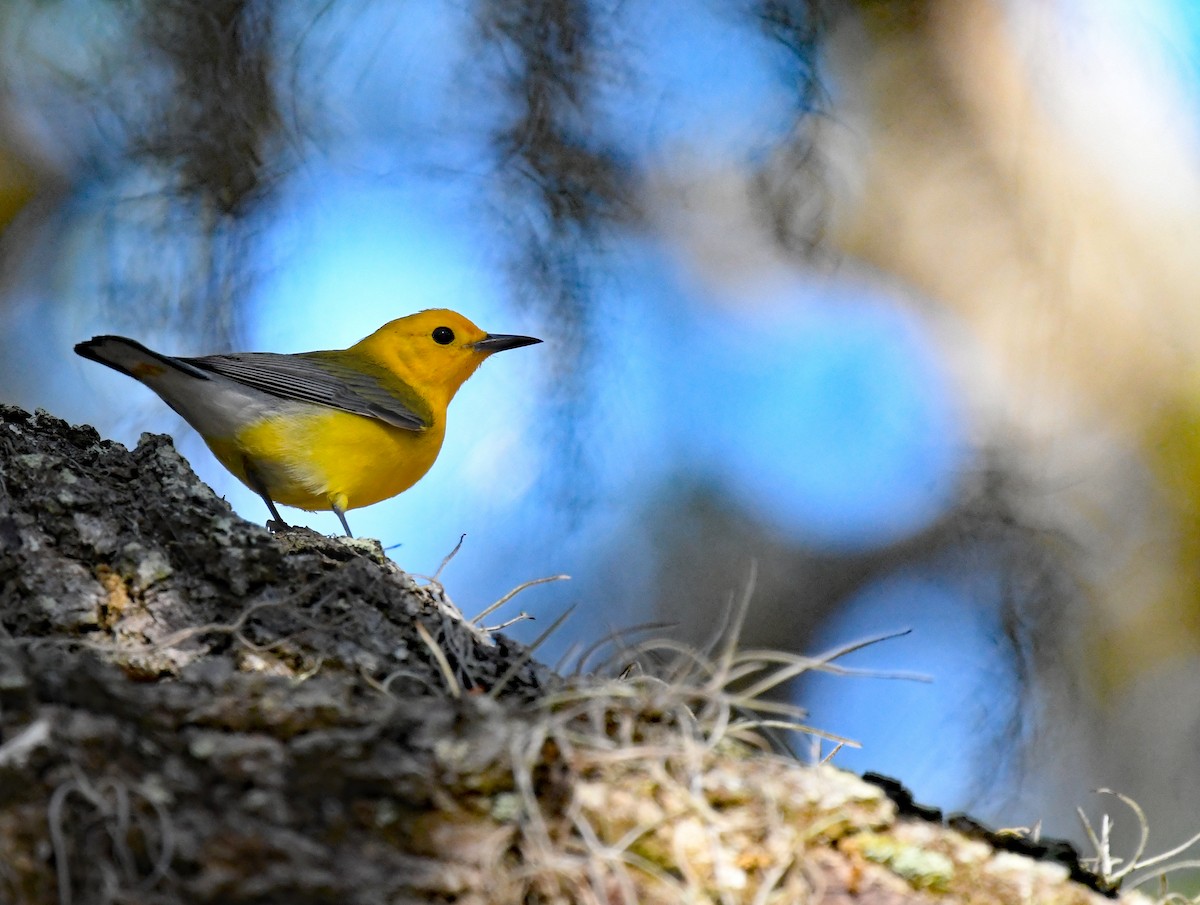 Prothonotary Warbler - Richard Taylor