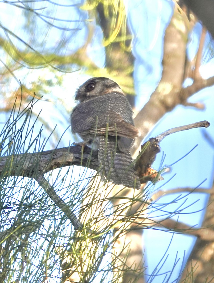 Australian Owlet-nightjar - Howie Nielsen