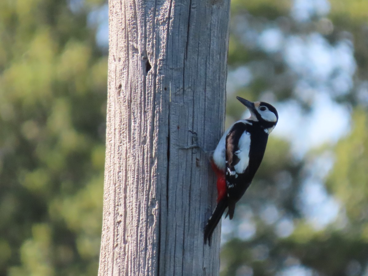 Great Spotted Woodpecker - ML617440141