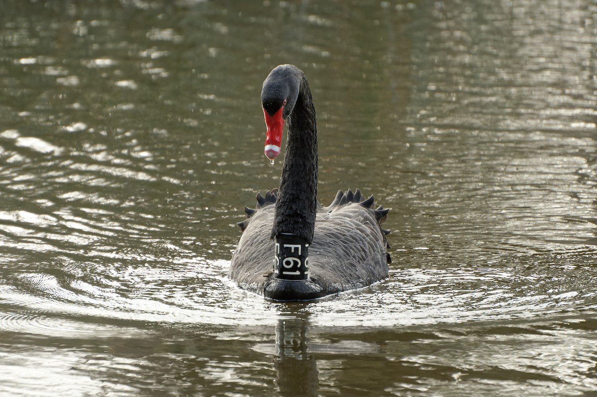 Black Swan - ML617440207