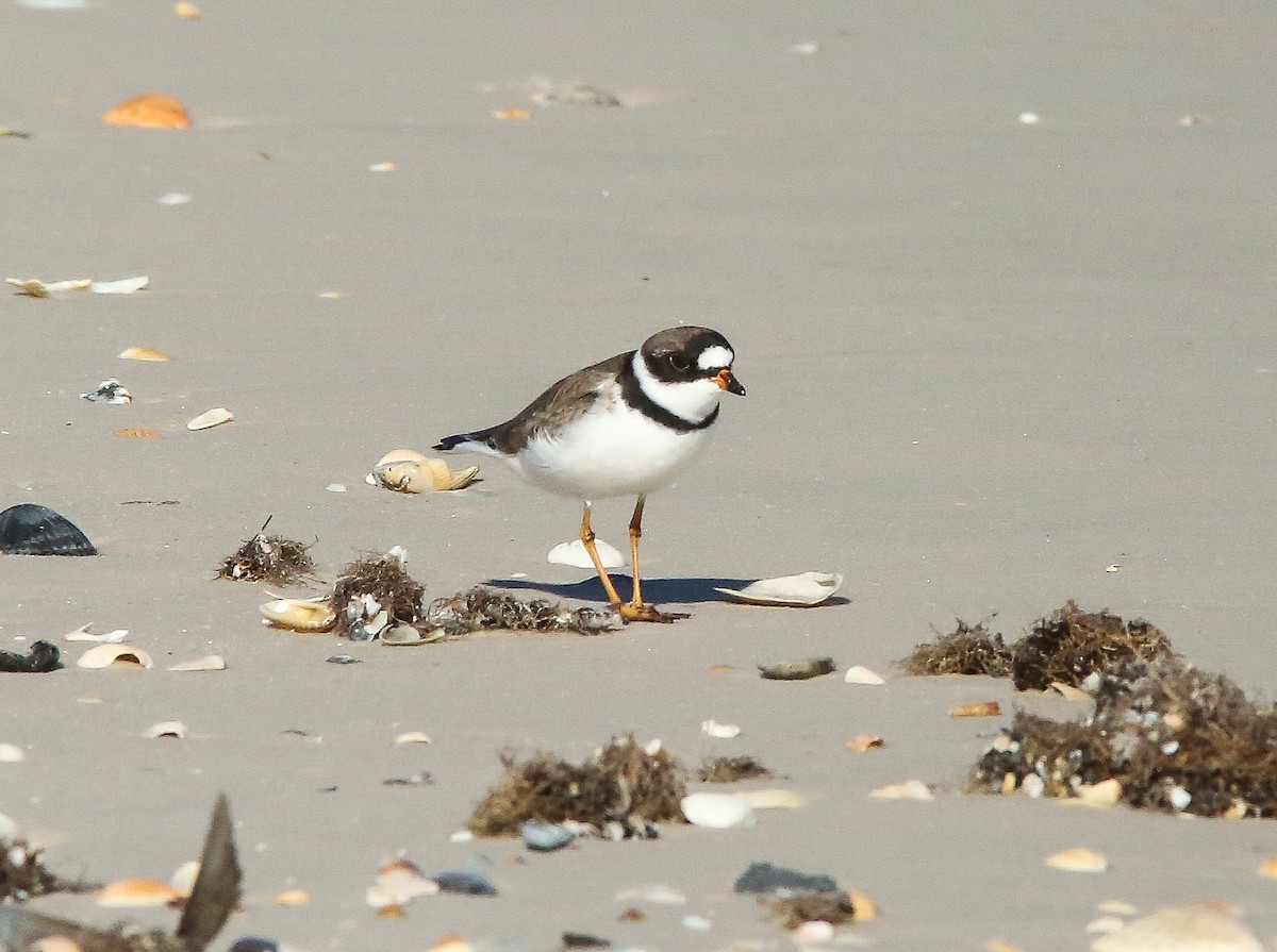 Semipalmated Plover - ML617440210