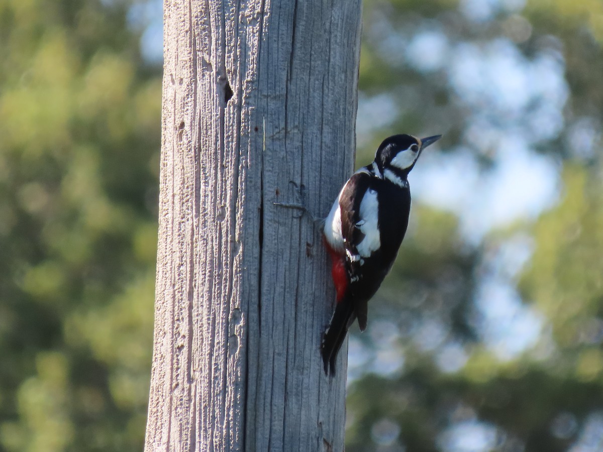 Great Spotted Woodpecker - ML617440225