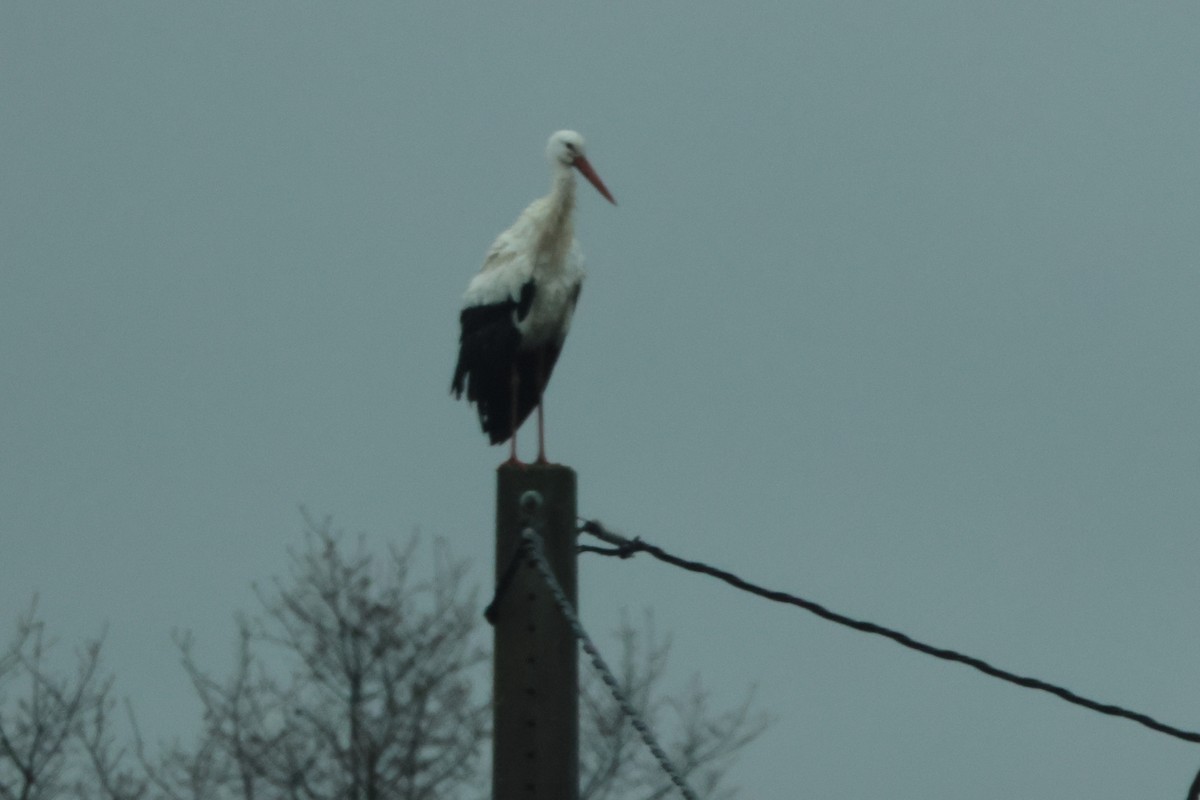 White Stork - ML617440295