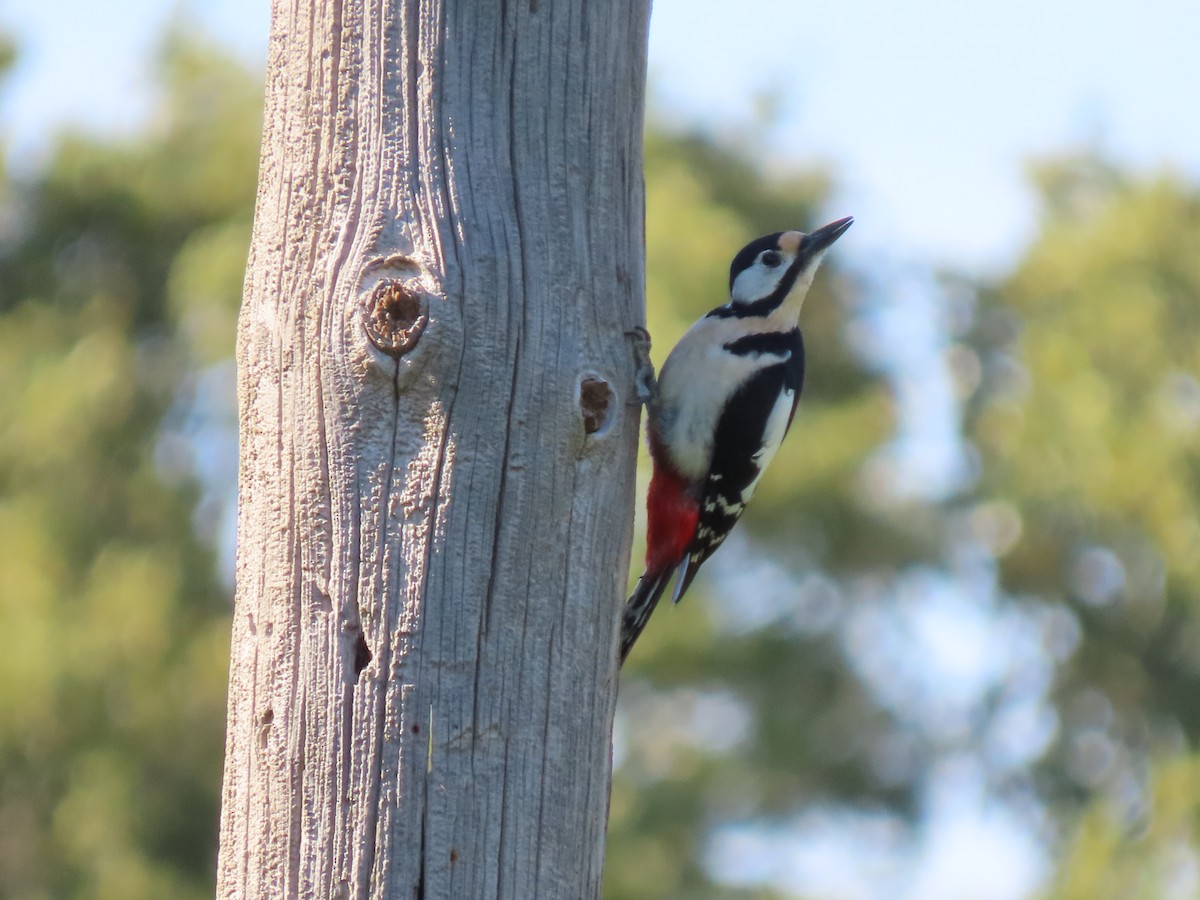 Great Spotted Woodpecker - ML617440321