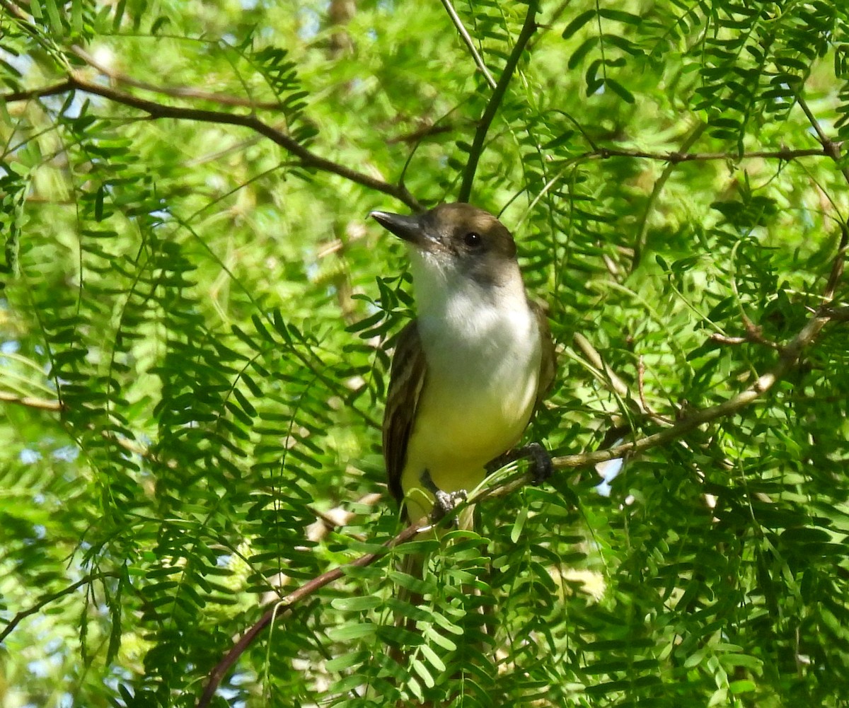 Brown-crested Flycatcher - Mary Tannehill