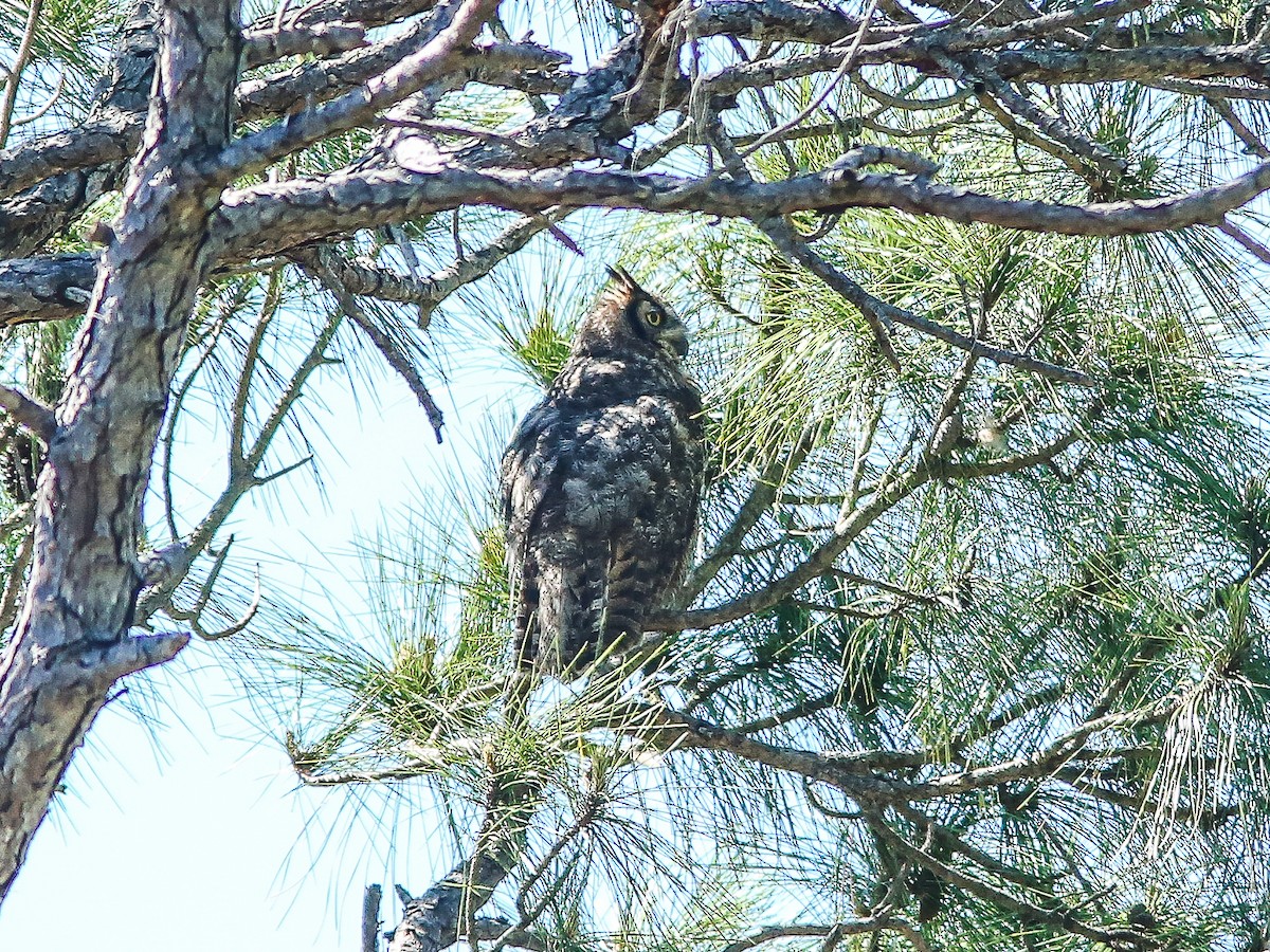 Great Horned Owl - ML617440332