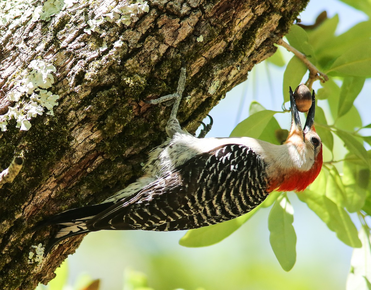 Red-bellied Woodpecker - Brad Bergstrom