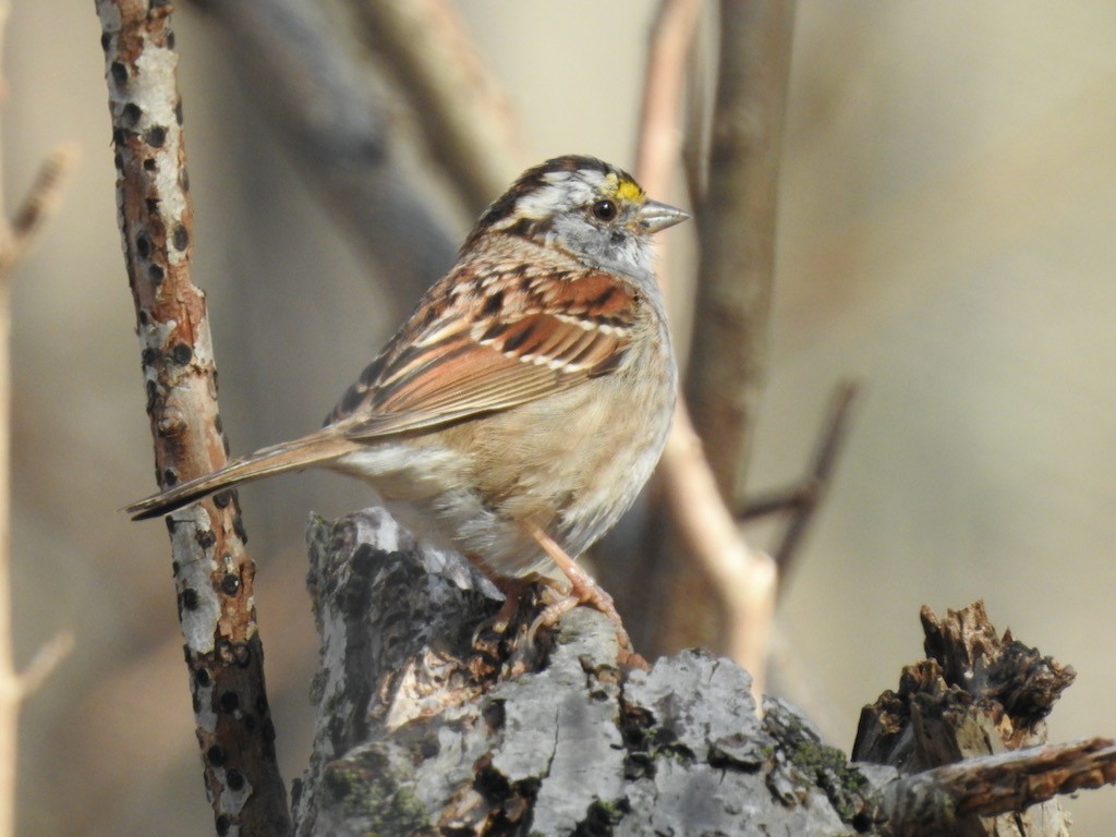 White-throated Sparrow - ML617440393