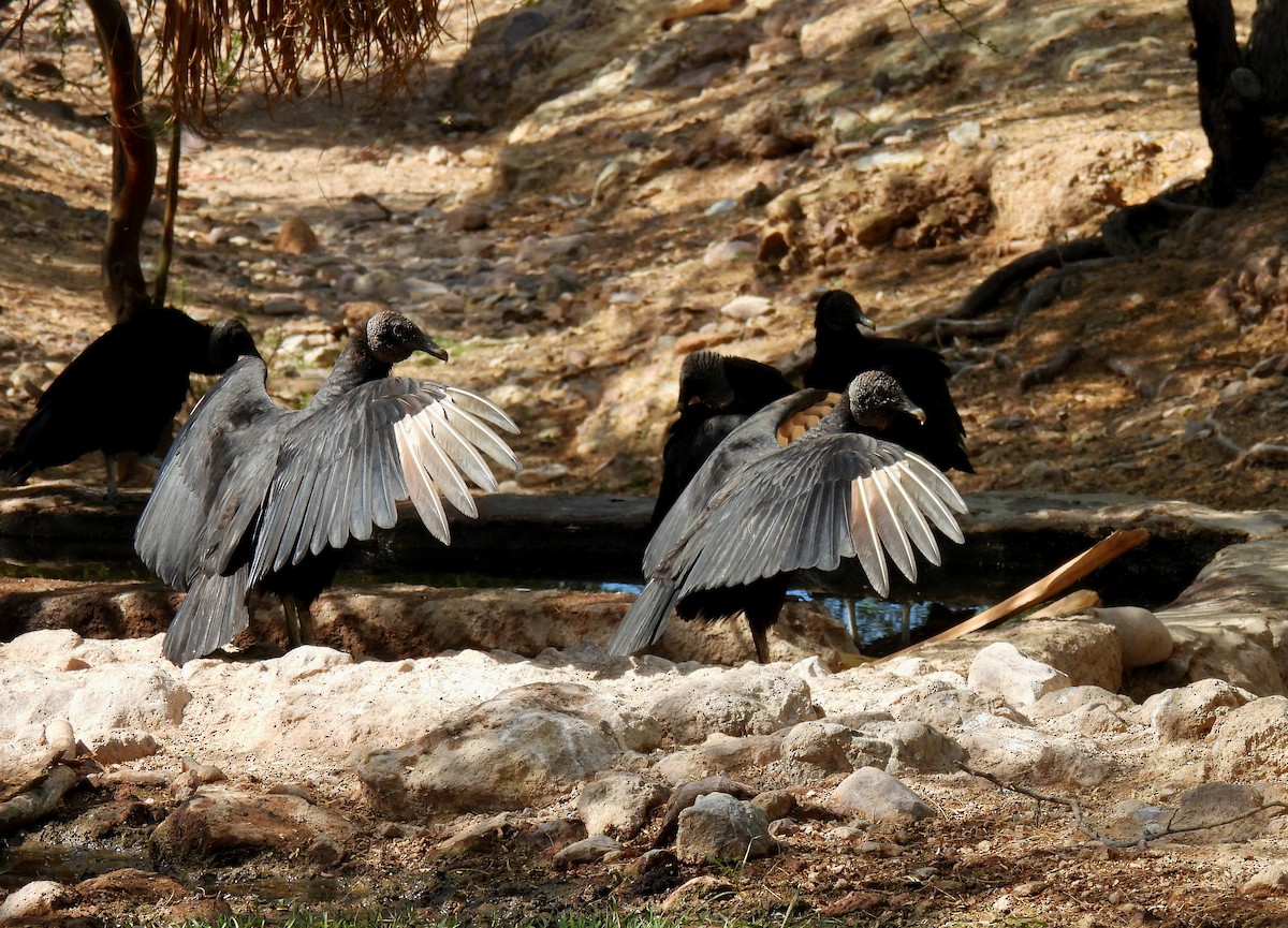 Black Vulture - ML617440411