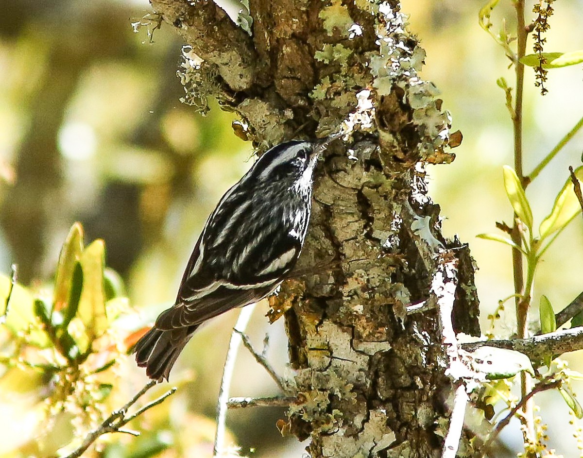 Black-and-white Warbler - ML617440414
