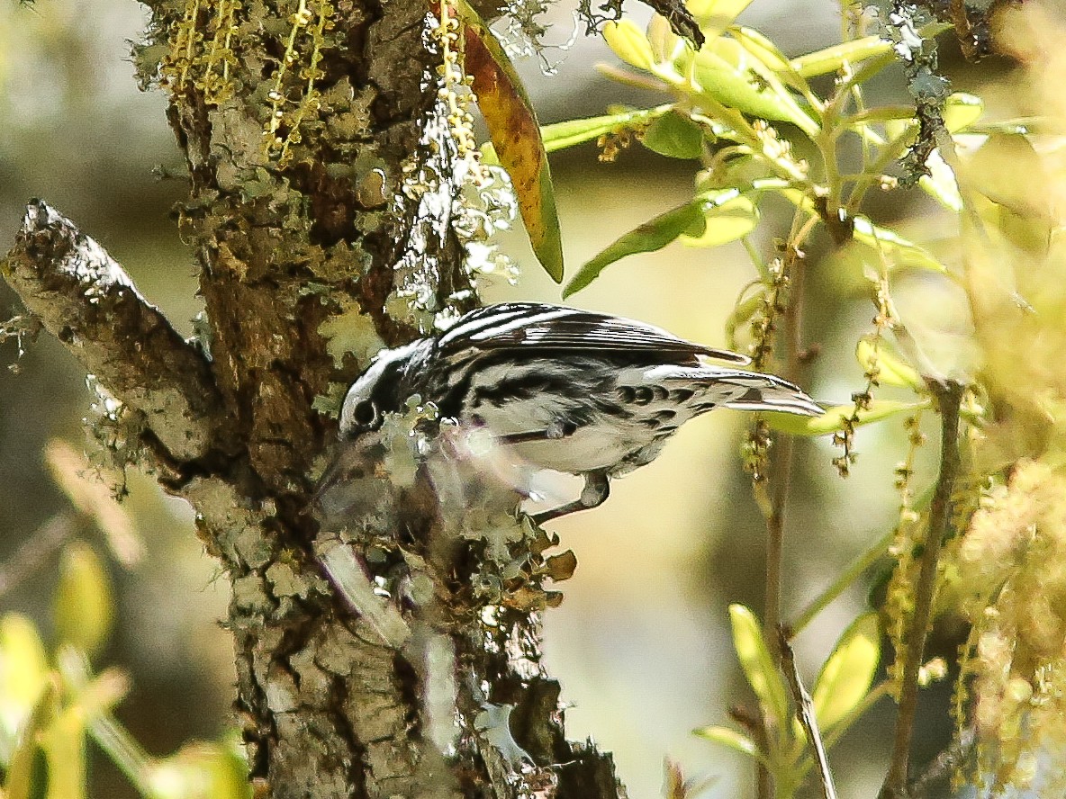 Black-and-white Warbler - ML617440415