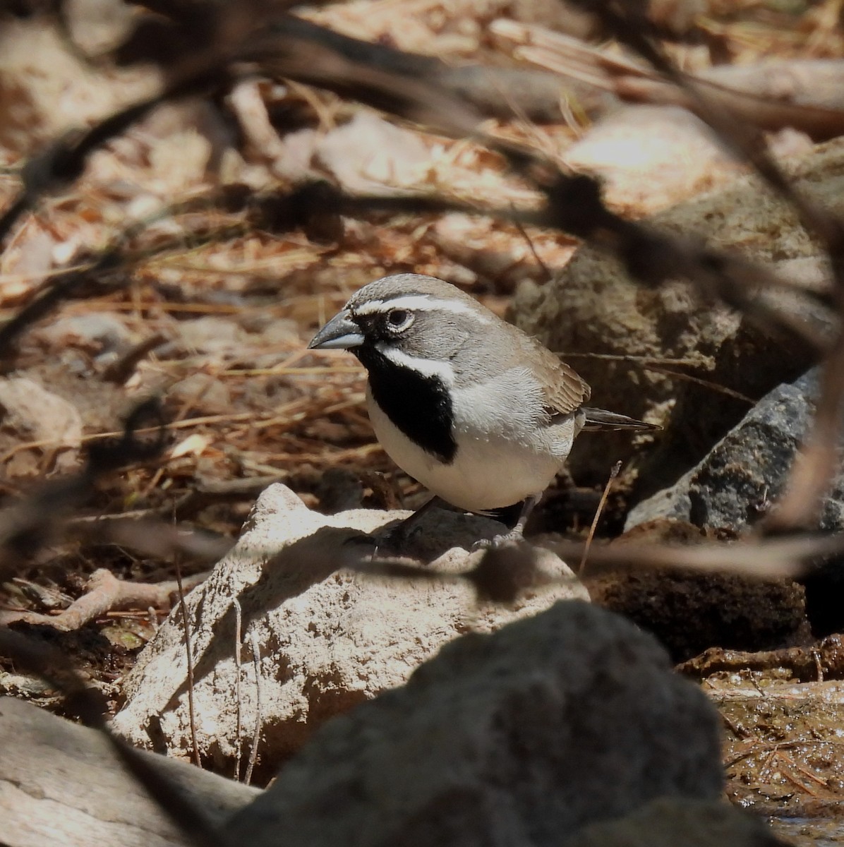 Black-throated Sparrow - ML617440483