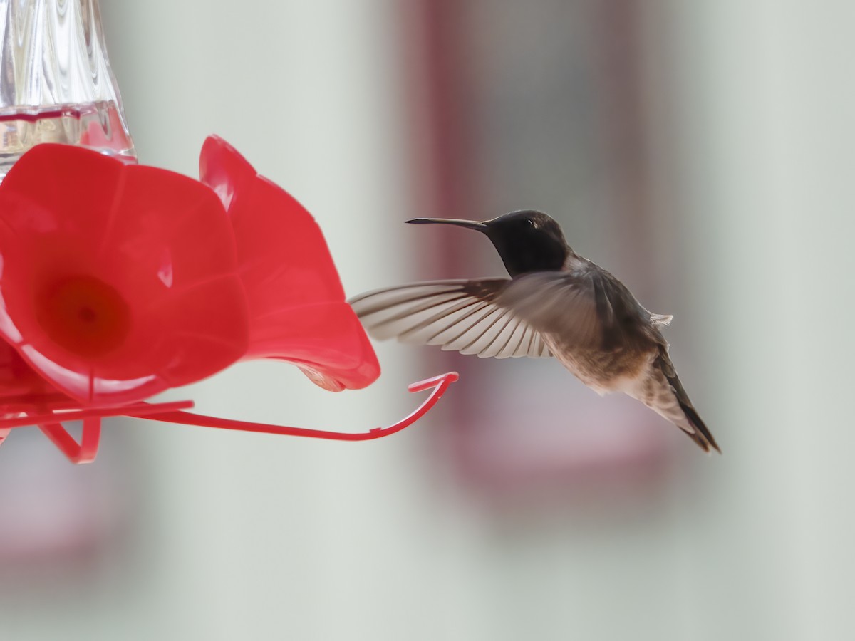 Black-chinned Hummingbird - Glenn Kincaid