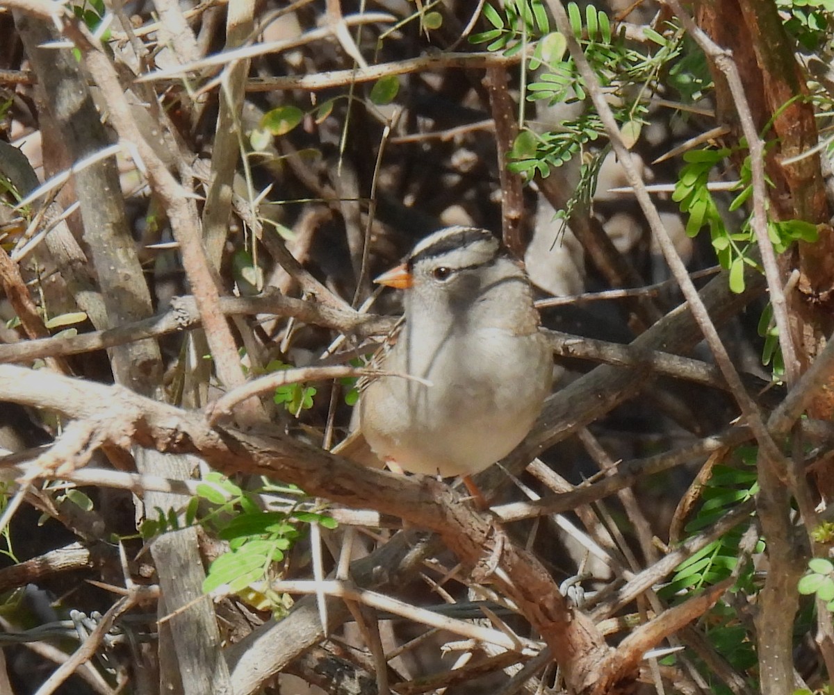 White-crowned Sparrow - ML617440575