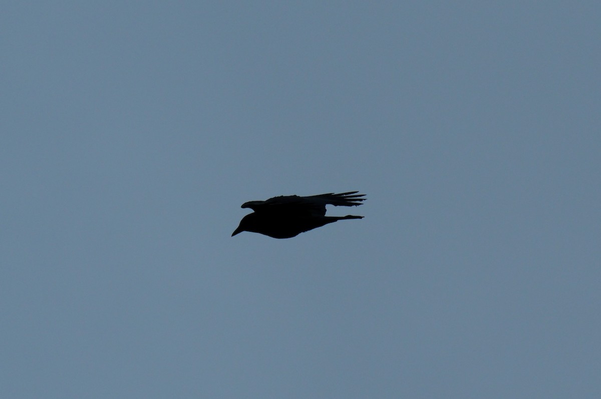 American Crow - ML617440588