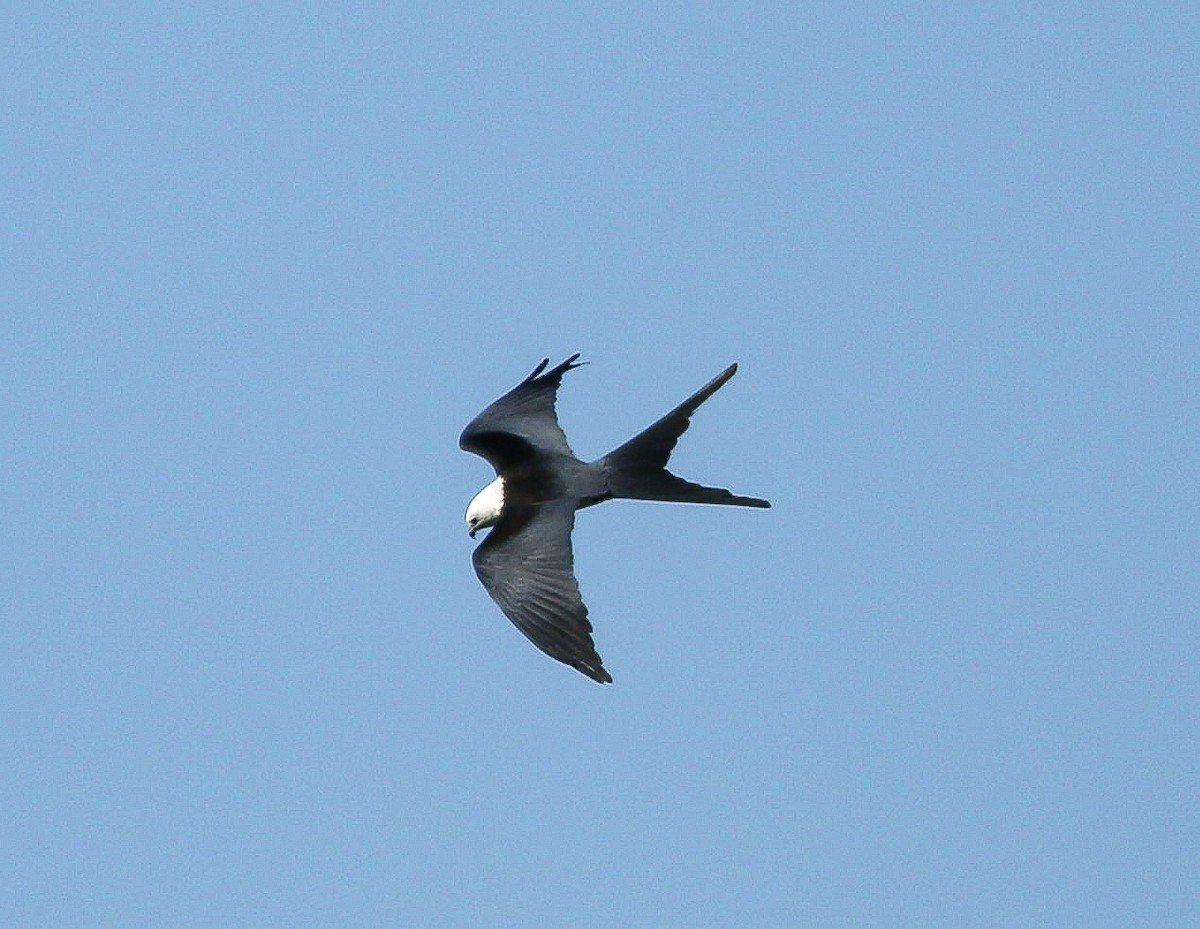 Swallow-tailed Kite - ML617440612
