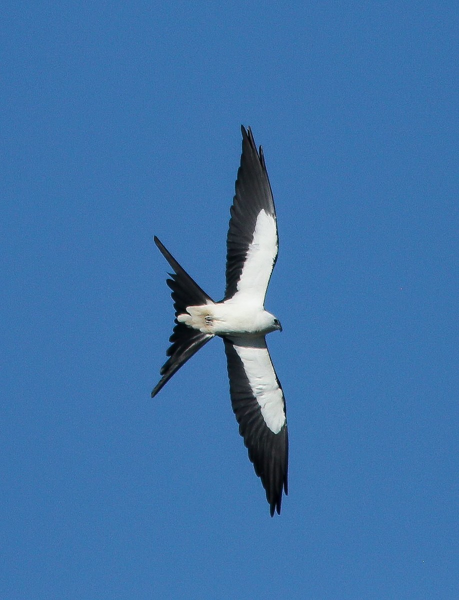 Swallow-tailed Kite - Brad Bergstrom