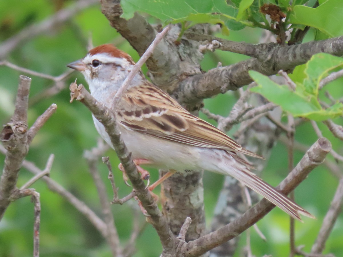Chipping Sparrow - ML617440657