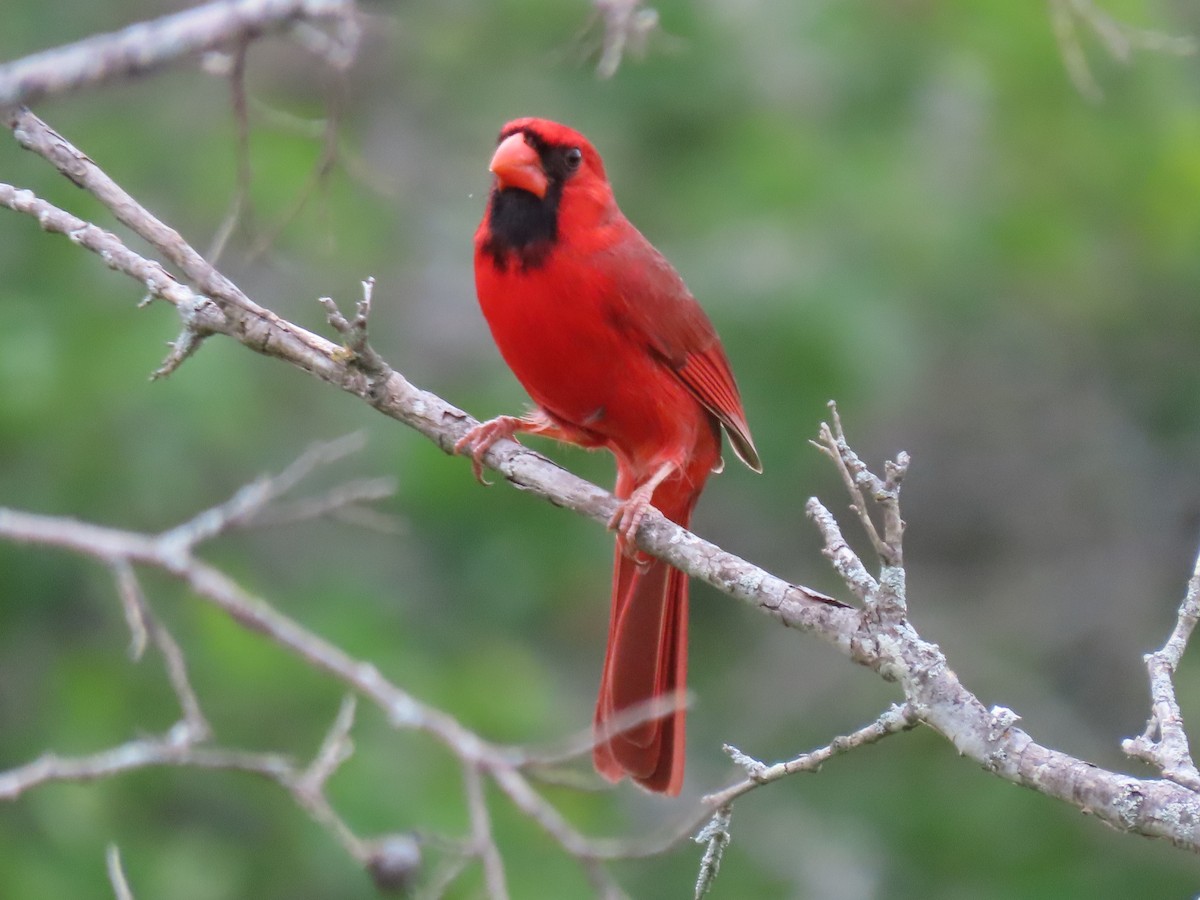 Cardinal rouge - ML617440668