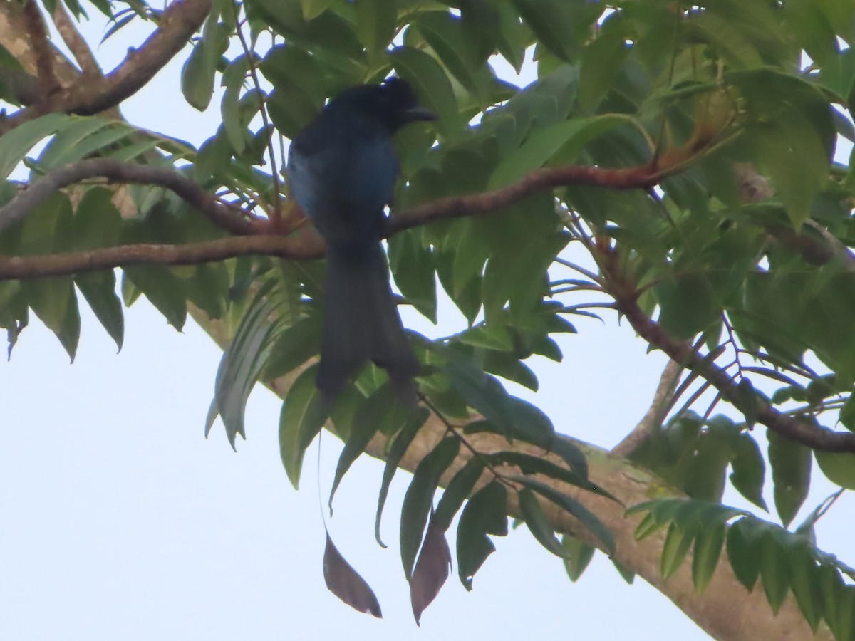 Greater Racket-tailed Drongo - ML617440686