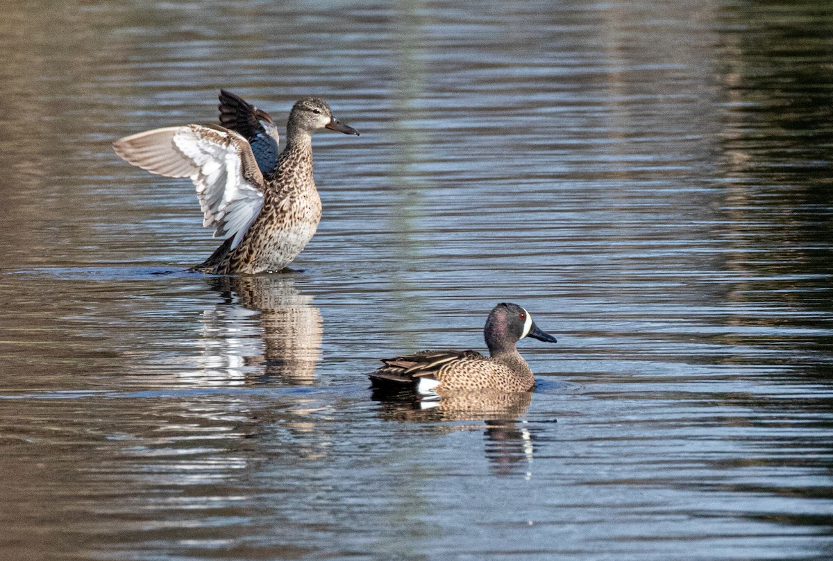 Blue-winged Teal - ML617440704