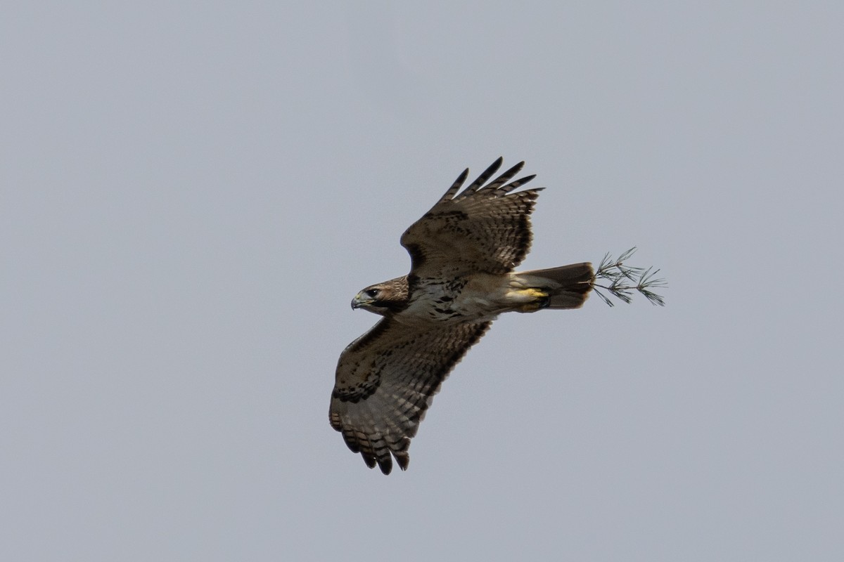 Red-tailed Hawk - ML617440769