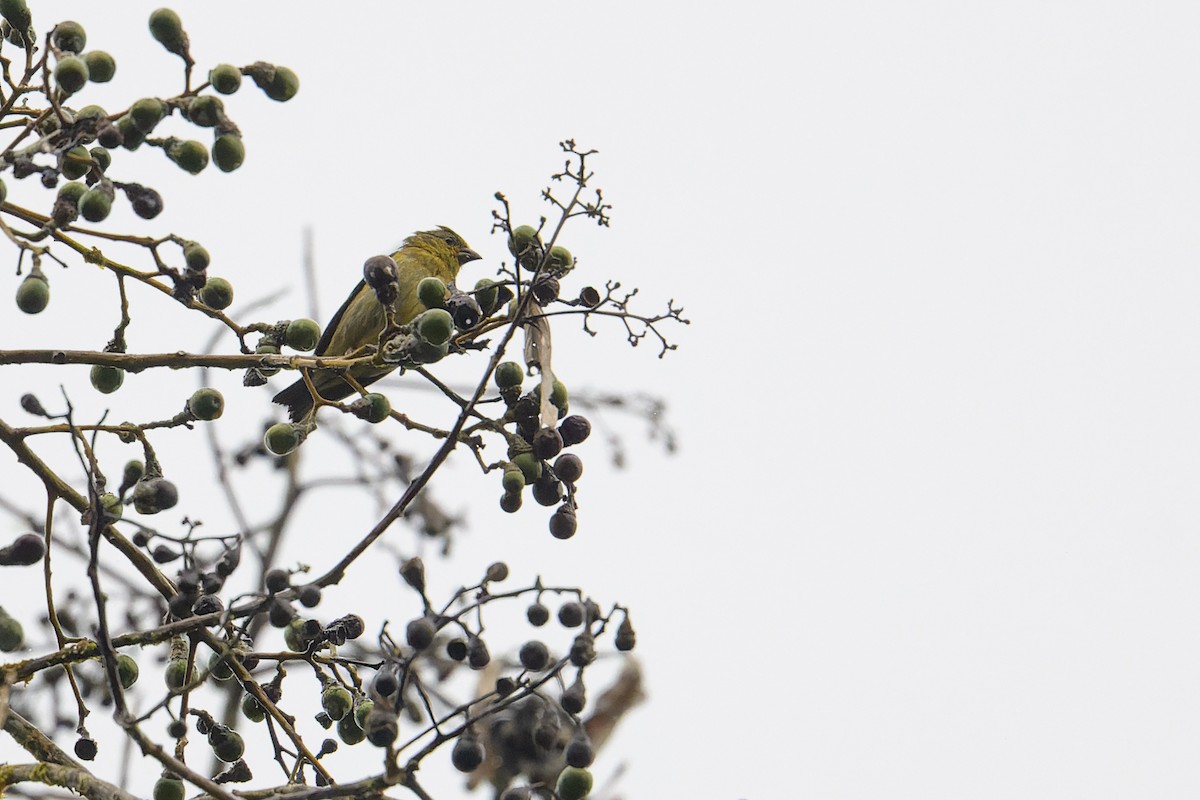 Olivaceous Siskin - ML617440773