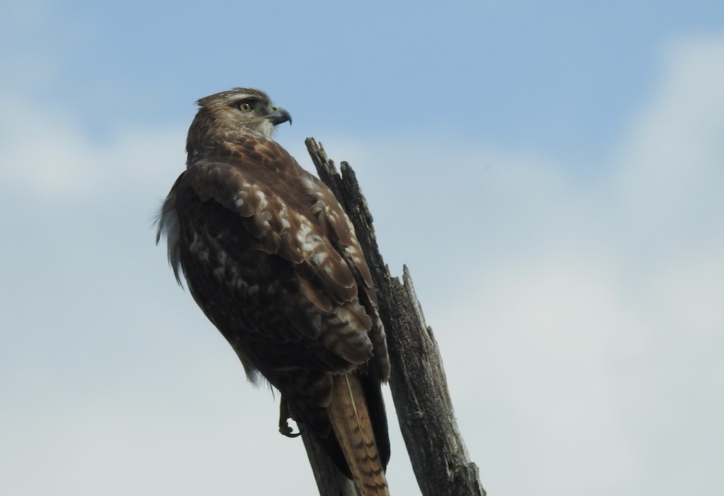 Red-tailed Hawk - ML617440813
