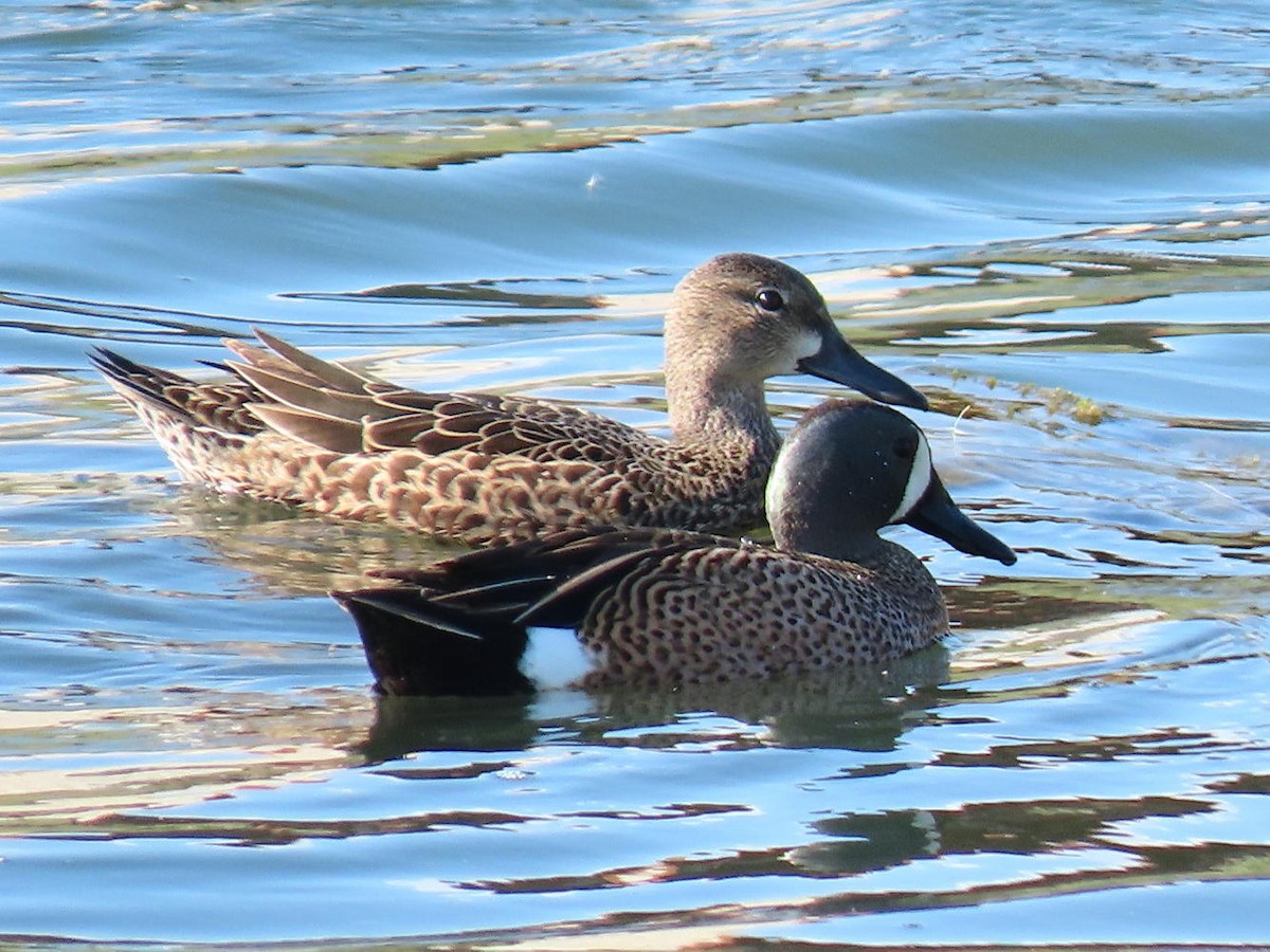 Blue-winged Teal - ML617440869
