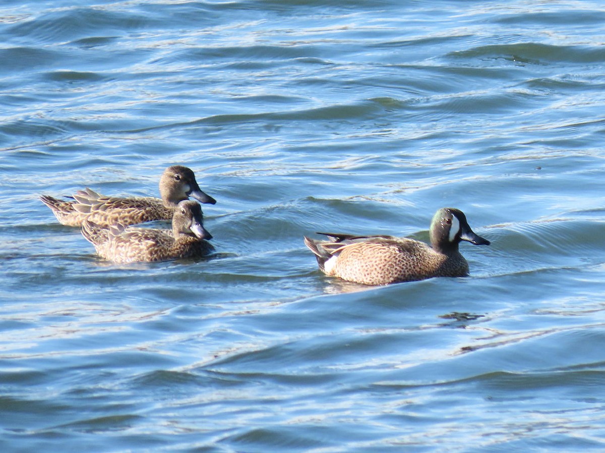 Blue-winged Teal - ML617440870