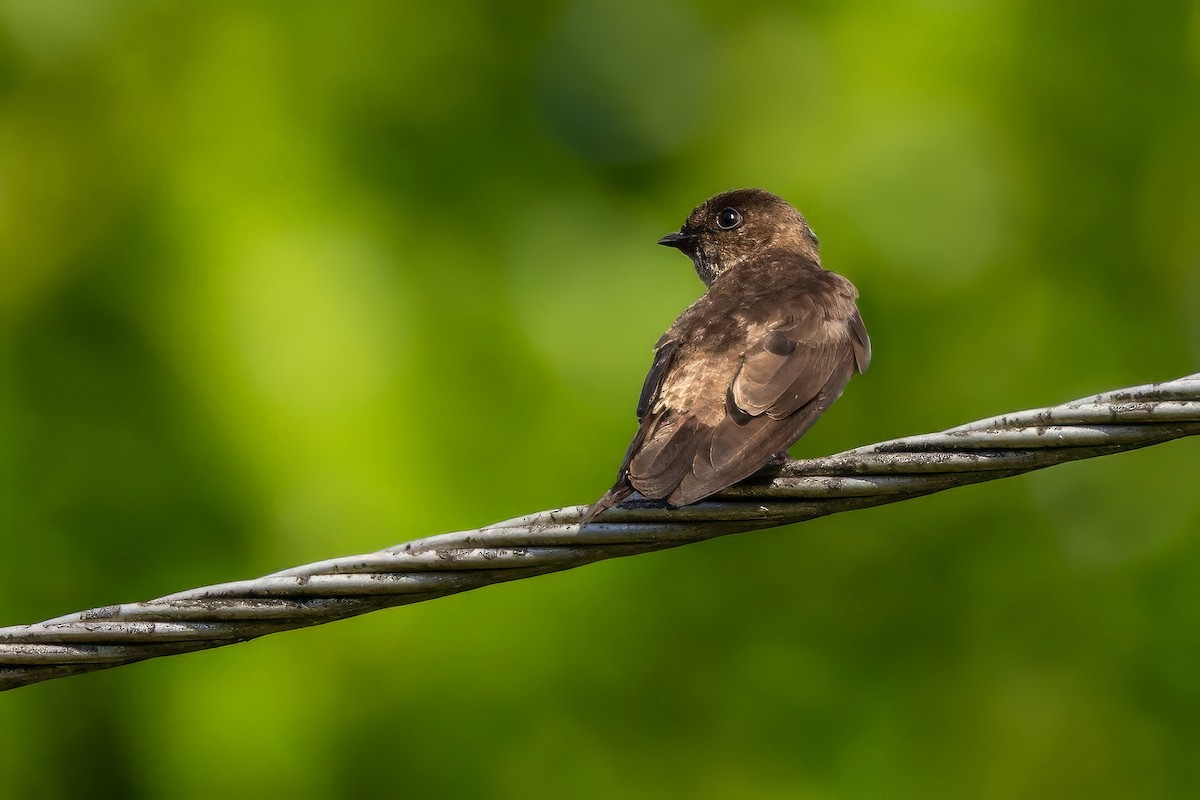 White-thighed Swallow - ML617440879