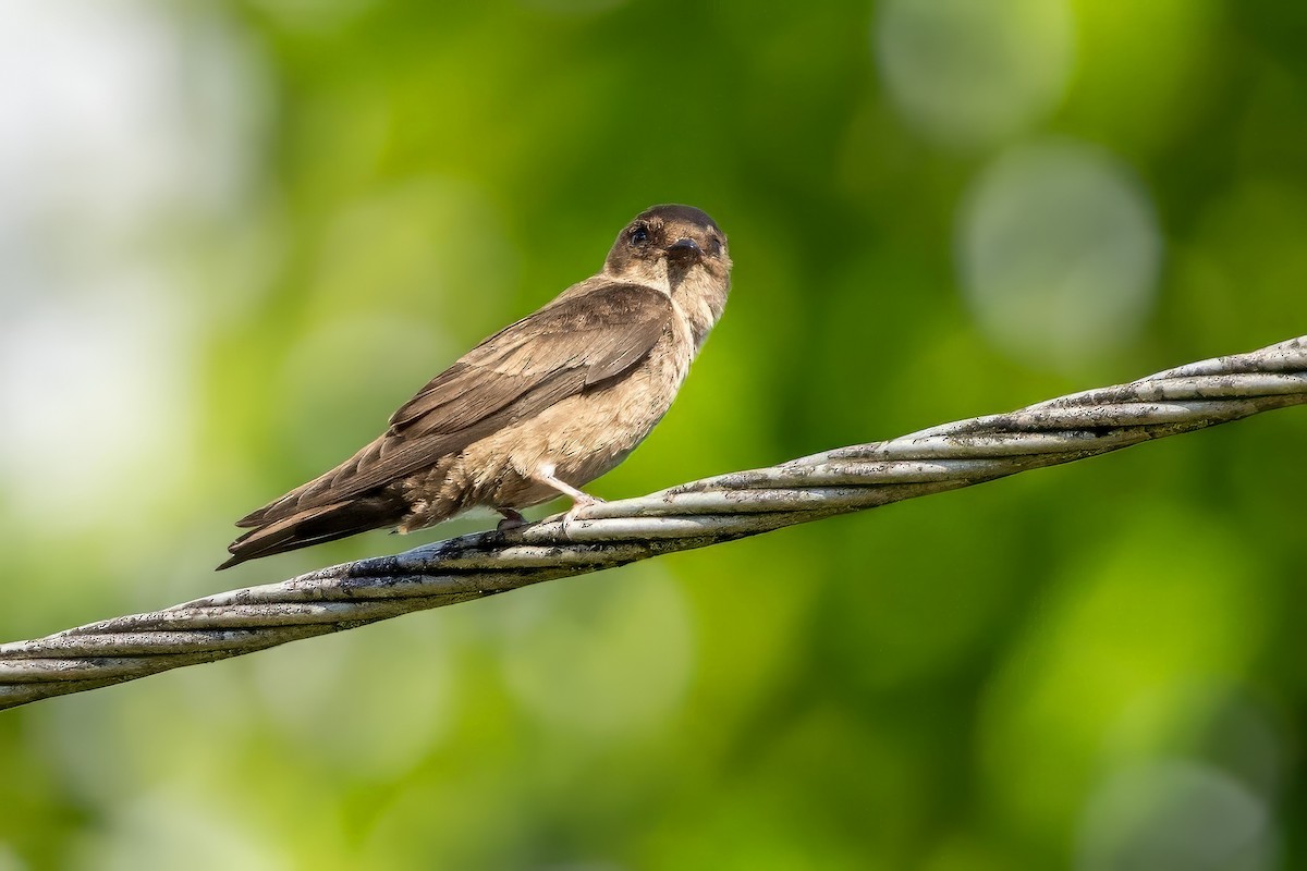 White-thighed Swallow - ML617440884