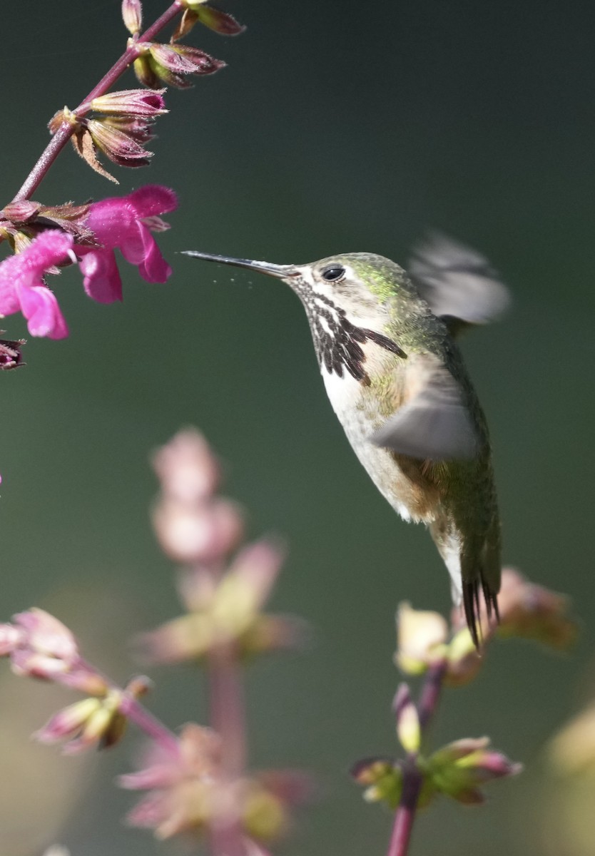 Calliope Hummingbird - Pamela Viale