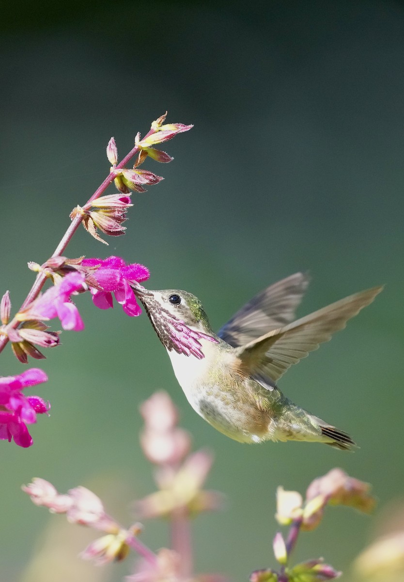 Calliope Hummingbird - ML617440912