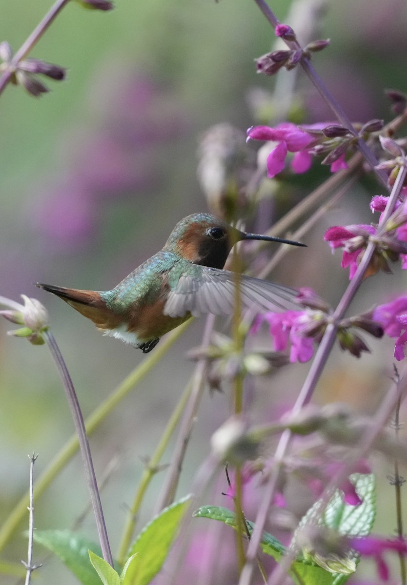 Allen's Hummingbird - Pamela Viale