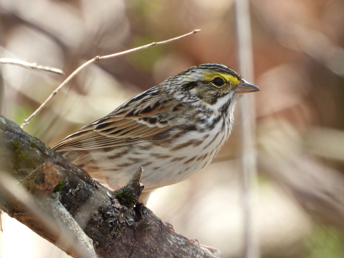 Savannah Sparrow - ML617440959