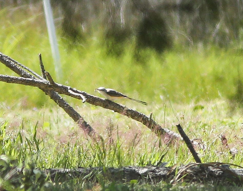 Scissor-tailed Flycatcher - Brad Bergstrom