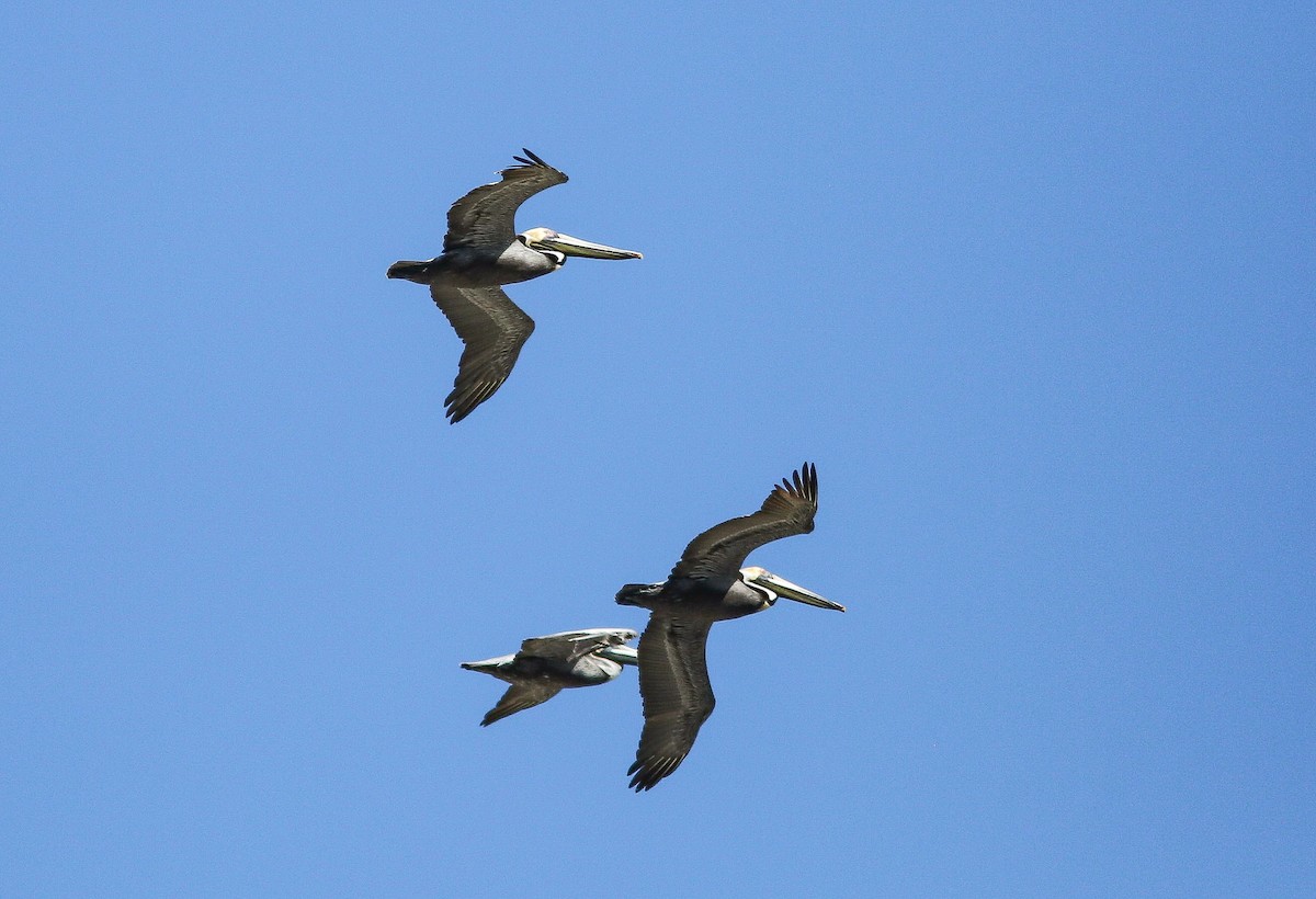 pelikán hnědý - ML617441015
