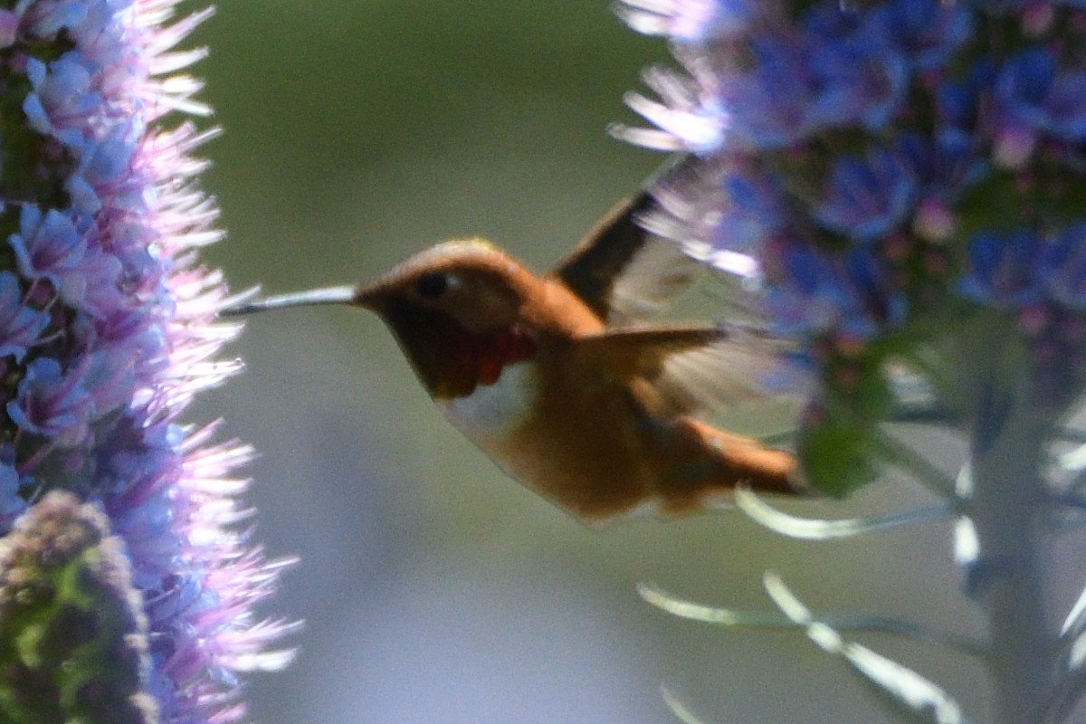 Rufous Hummingbird - Jari Toivanen
