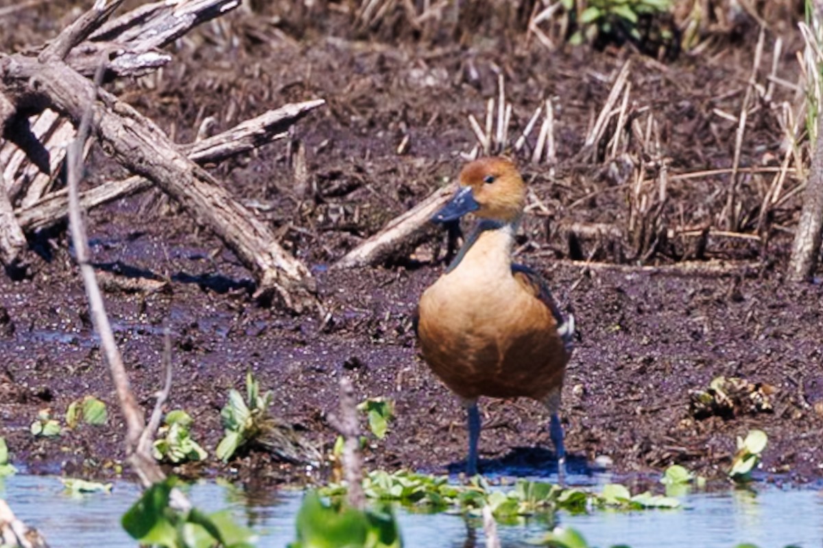 Fulvous Whistling-Duck - ML617441095